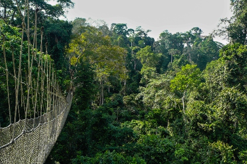 Canopy walking in Taman Negara National Park