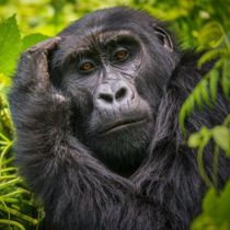 Gorilla in Bwindi National Park Listing