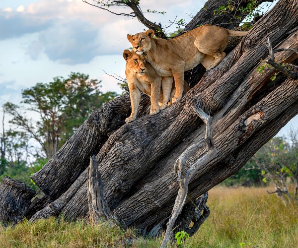 Moremi Game Reserve Blog Section Image
