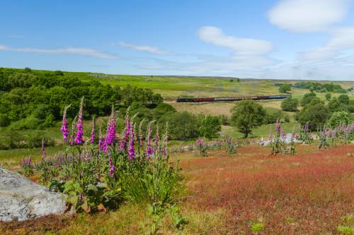 North Yorkshire Moors 500 x 333