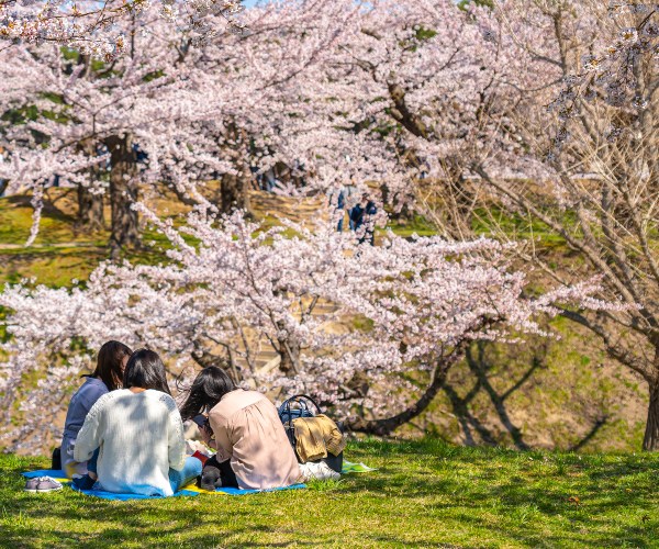 Picnic in the park under cherry blossom Tokyo Japan