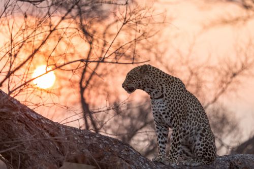 Sabi Sands leopard