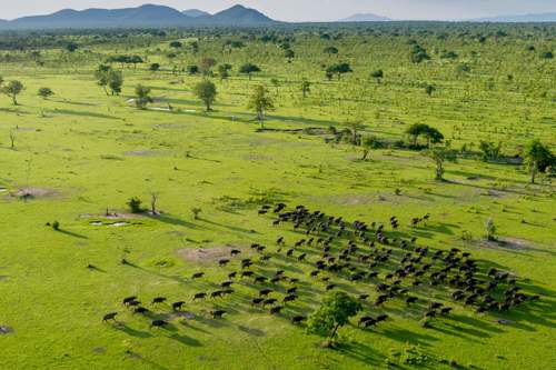Selous roho 500x333 1